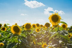 photo of flower, summer, blue sky, and leaves in Paris, United States by Courtney Cook (@courtneymcook)